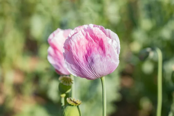 Beautiful Macro Pink Poppy Blossom Summer Meadow — Stock Photo, Image