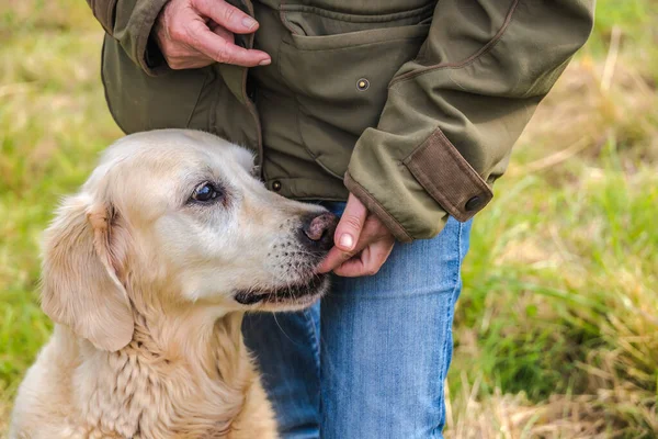 Detail Van Een Oudere Golden Retriever Krijgt Een Hond Traktatie — Stockfoto
