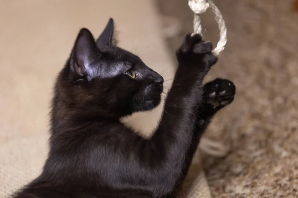 美しい黒の赤ちゃんからの肖像 Kitten — ストック写真