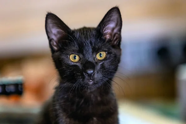 Porträt Von Schönen Schwarzen Baby Kätzchen — Stockfoto