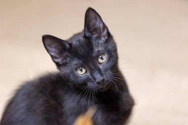 Güzel siyah yavru kedi portresi .