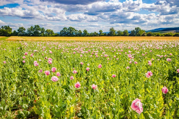 Summer Meadow Poppies Beautiful Clouds Sky — Stock Photo, Image