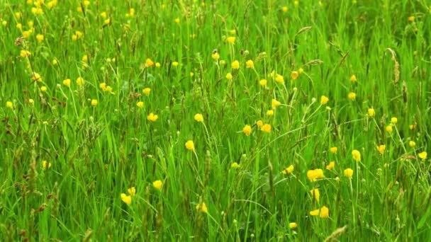 Πράσινο Πεδίο Έντονα Κίτρινα Άνθη Από Νεραγκούλες — Αρχείο Βίντεο