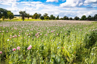 Gelincikler ve gökyüzünde güzel bulutlar olan yaz otlağı 