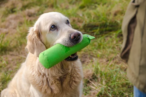 Portré Régi Nyugdíjas Golden Retriever Zöld Dummy — Stock Fotó