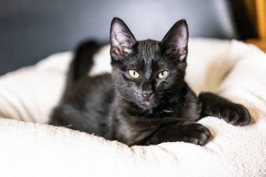 Güzel siyah yavru kedi portresi.