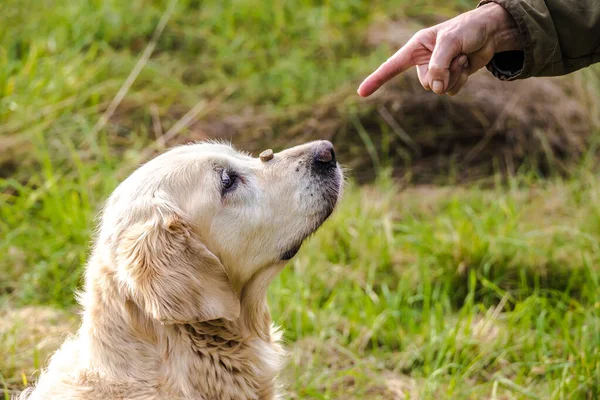 Detail Van Een Oudere Golden Retriever Krijgt Een Hond Traktatie — Stockfoto