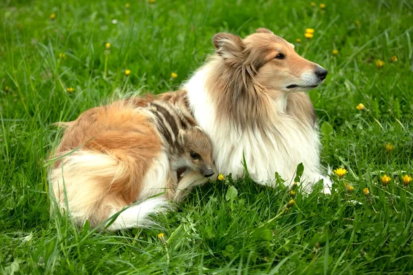 Αγριογούρουνο Παίζει Collie Ένα Λιβάδι Την Άνοιξη — Φωτογραφία Αρχείου