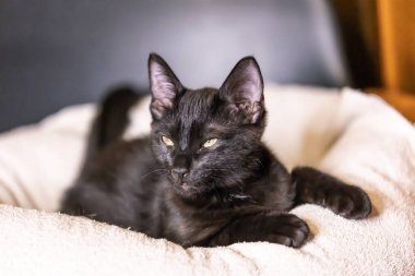 Güzel siyah yavru kedi portresi .