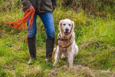 Köpek sahibi bir golden retriever ile eğitiyor..
