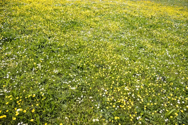 Green Meadow Printemps Avec Des Buttercups Des Marguerites Comme Fond — Photo