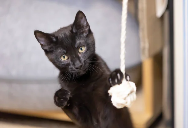 美しい黒の赤ちゃんからの肖像 Kitten — ストック写真