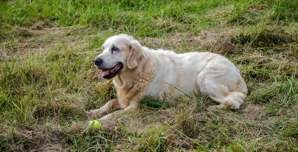 Friendly Retriever Ανώτερος Βρίσκεται Ένα Λιβάδι — Φωτογραφία Αρχείου