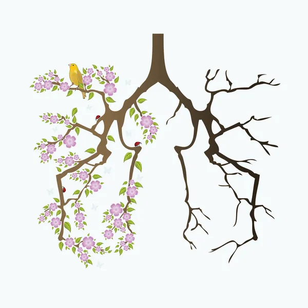 Extractos pulmonares antes y después de fumar — Vector de stock