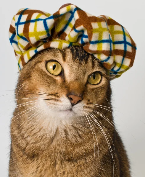 Cat in the hat in studio — Stock Photo, Image