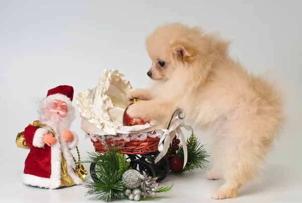 Puppy with Christmas gifts in the studio — Stock Photo, Image