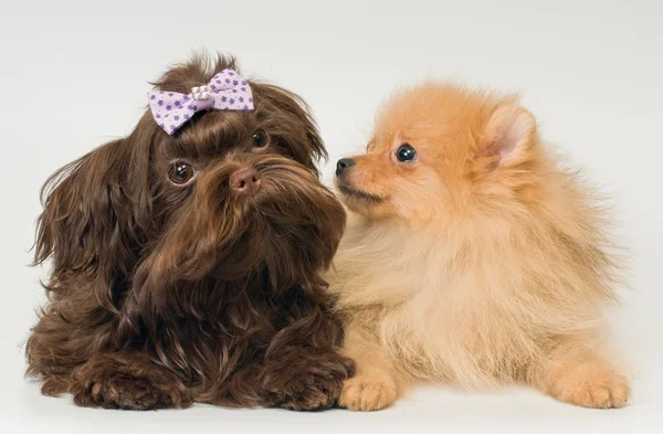 Cuccioli di un cane del pomero e un cagnolino da salotto a colori — Foto Stock