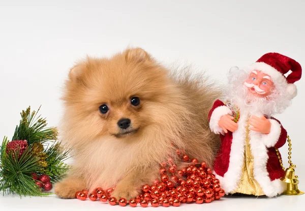 Puppy with Christmas gifts in the studio — Stock Photo, Image