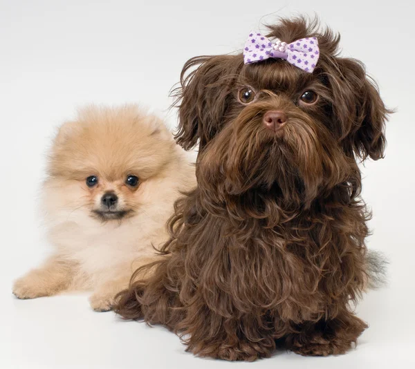 Puppies of a spitz-dog and color lap dog in studio — Stock Photo, Image