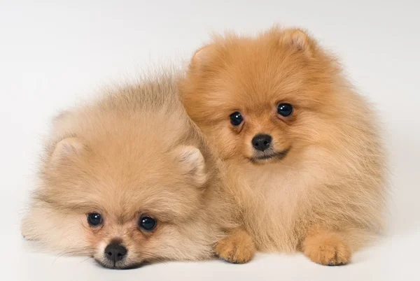Två valpar av rasen en pomeranian spitz-hund i studio — Stockfoto