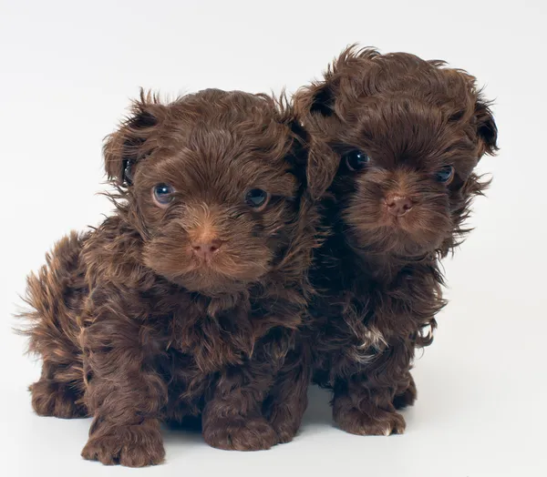 tsvetnaya dolonka Studio tarafsız bir arka plan üzerinde