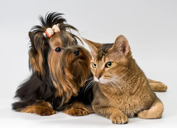 Yorkshire Terrier és a macska a stúdió — Stock Fotó