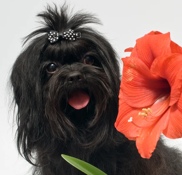 Bolonka ZWETNA e fiore hippeastrum — Foto Stock