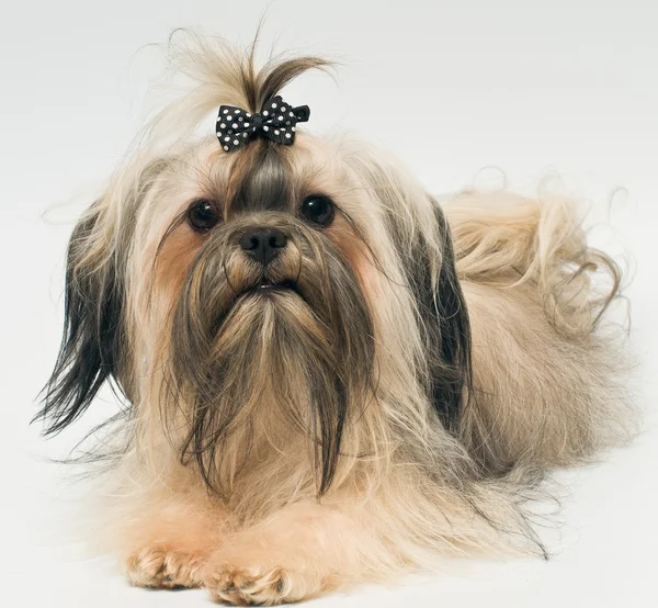 Bolonka zwetna in studio on a neutral background — Stock Photo, Image