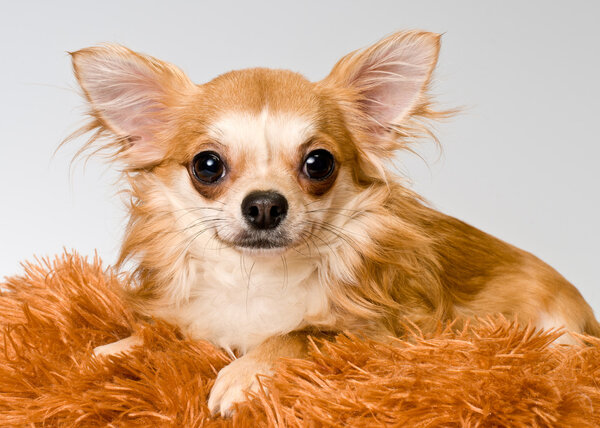 Chihuahua in studio on a neutral background