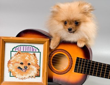 Pomeranian gitar
