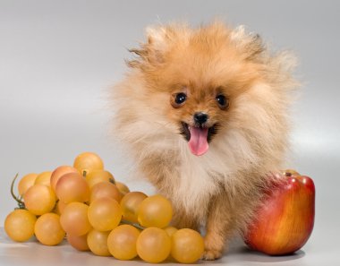 Pomeranian meyve