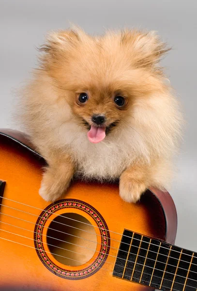 Pomeranian s kytarou — Stock fotografie