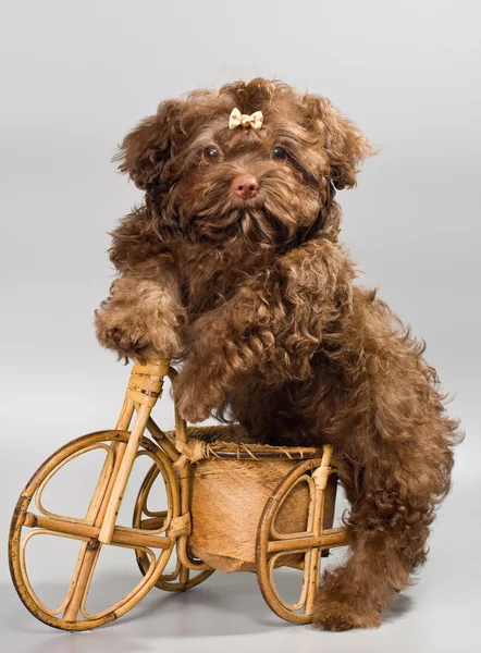 Bolonka ZWETNA with tricycle — Stock Photo, Image