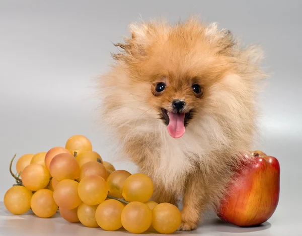 Pomeranian με φρούτα — Φωτογραφία Αρχείου