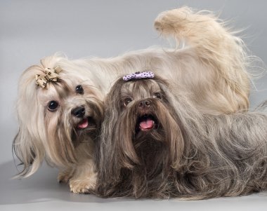 Studio bolonka zwetna