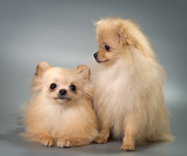Pomeranian spitz köpekleri Studio