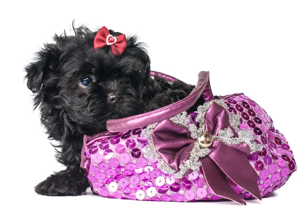 Bolonka Zwetna and decorations in studio on a neutral background — Stock Photo, Image