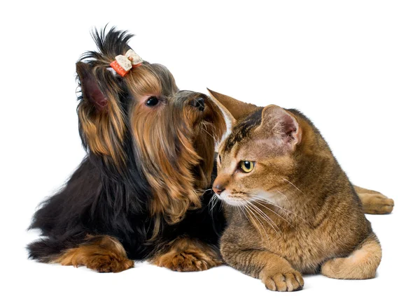 Puppy and cat in studio — Stock Photo, Image