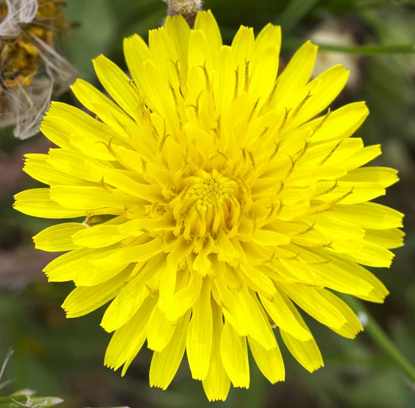 タンポポの花マクロ — ストック写真