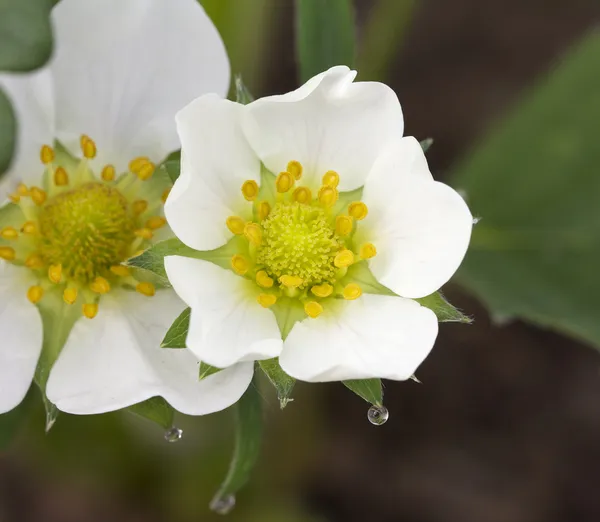 Honeoye Fresa Flor Fragaria Ananassa — Foto de Stock