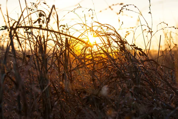 Grass and sunrise — Stock Photo, Image