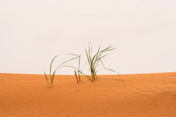 Сухая трава на песке — стоковое фото