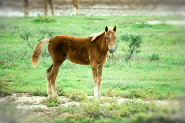 Foal in the steppe. — Stock Photo, Image
