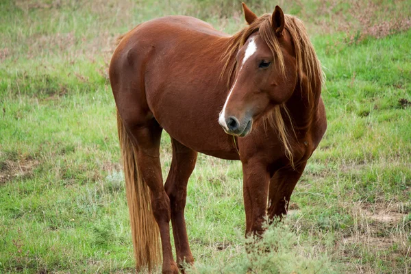 Horse in the steppe. — Stock Photo, Image