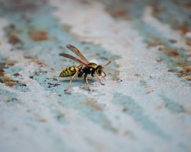 oturmuş yaban arısı