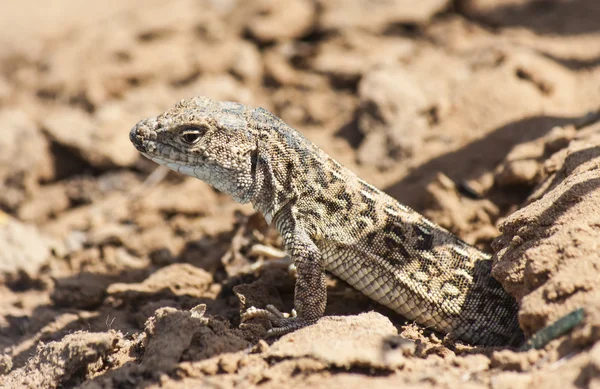 Lizard — Stock Photo, Image