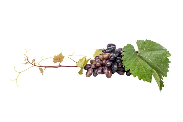 Bouquet de raisins avec feuille — Photo