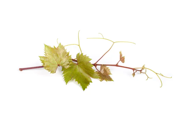 Grapevine — Stock Photo, Image