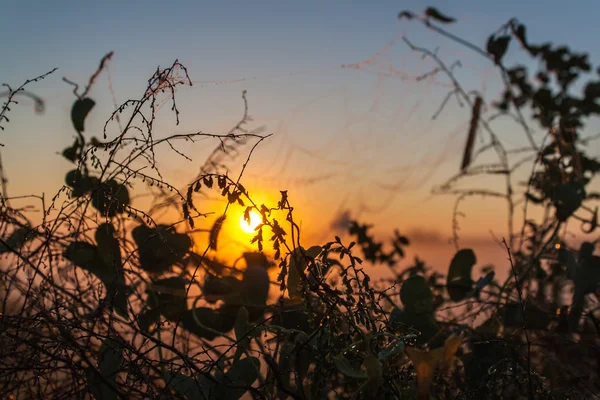 Trawa na tle sunrise — Zdjęcie stockowe