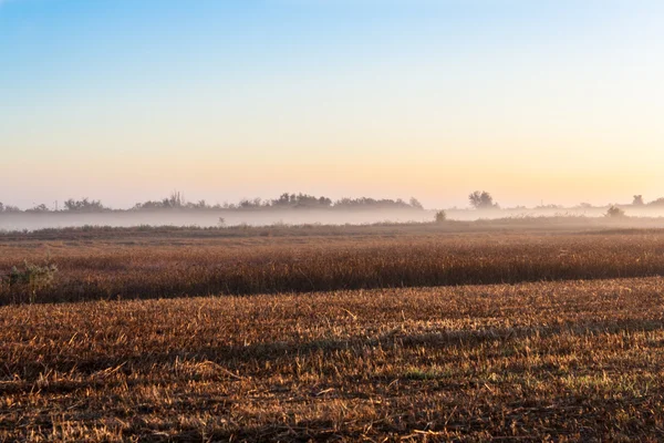 Salida del sol sobre un campo en la niebla — Foto de Stock
